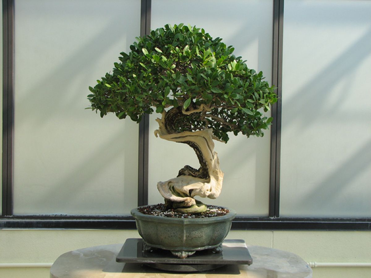 Bonsai Tree Care Guide For Beginners How To Grow A Bonsai Plant