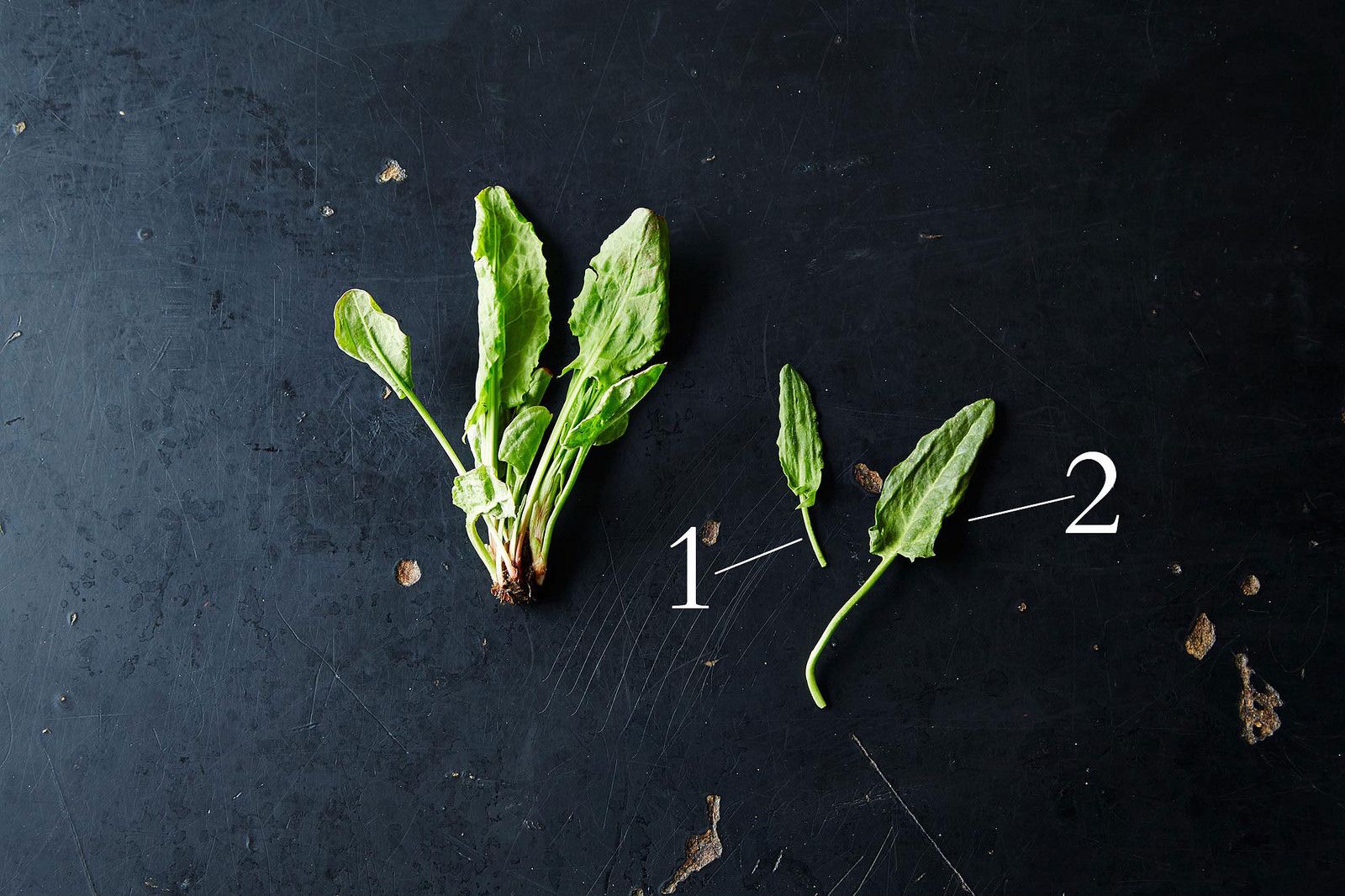 Sorrel and How to Use It, from Food52