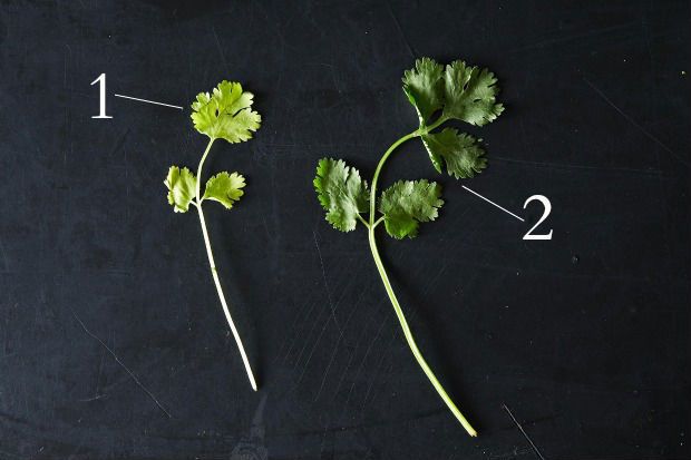 Cilantro: The Divisive Herb, from Food52