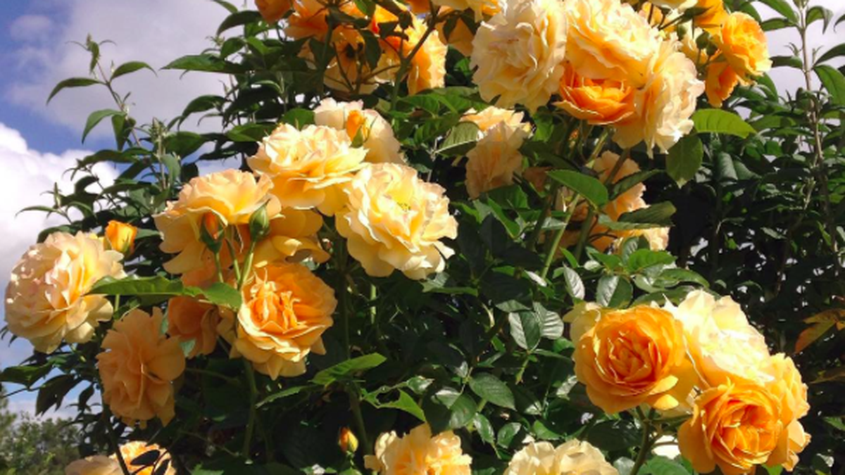 The Story Behind The Rose Named After Julia Child