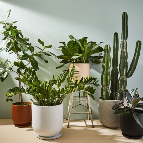 Greenery Unlimited Large Modern Indoor & Outdoor Planters 