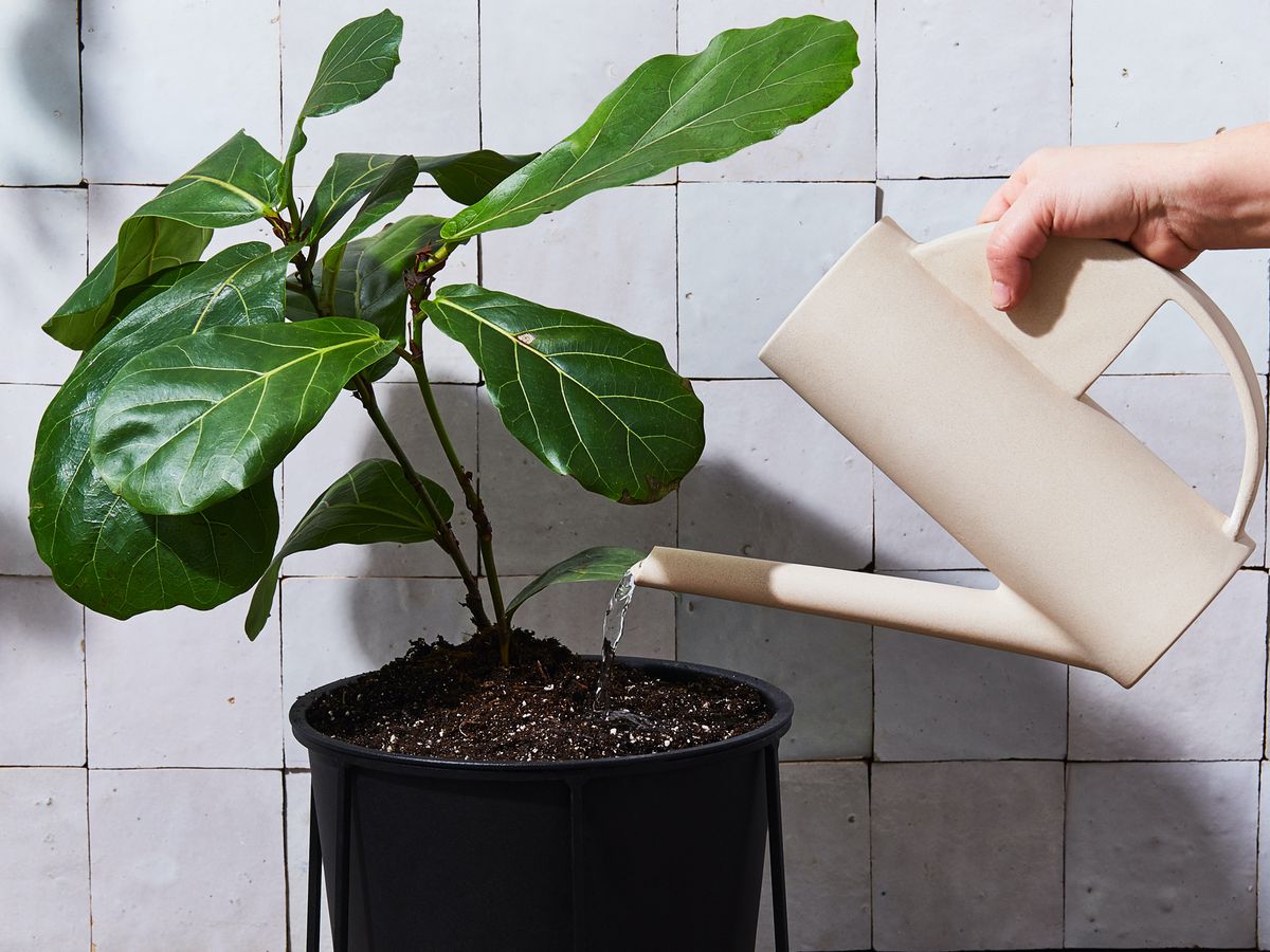 Why Should You Water Houseplants in the Early Morning