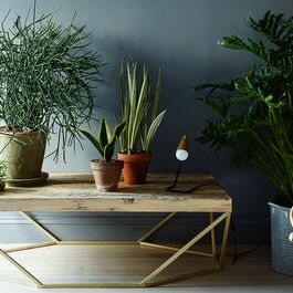 5 No-Kill House Plants for Any Home