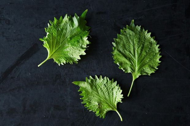 A Week's Worth of Ideas for Using Shiso, from Food52