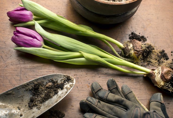 Yes, You Can Store Tulip Bulbs Till Spring—But Should You?