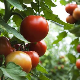 Tomato Plant Care by Susan Hawkins