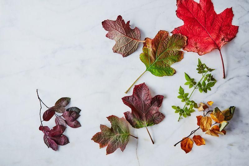 Cómo presionar y preservar las hojas de otoño