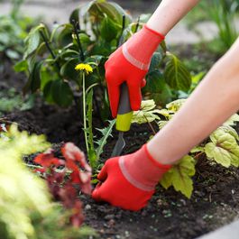 Yard/Gardening by Lucia Wisdom