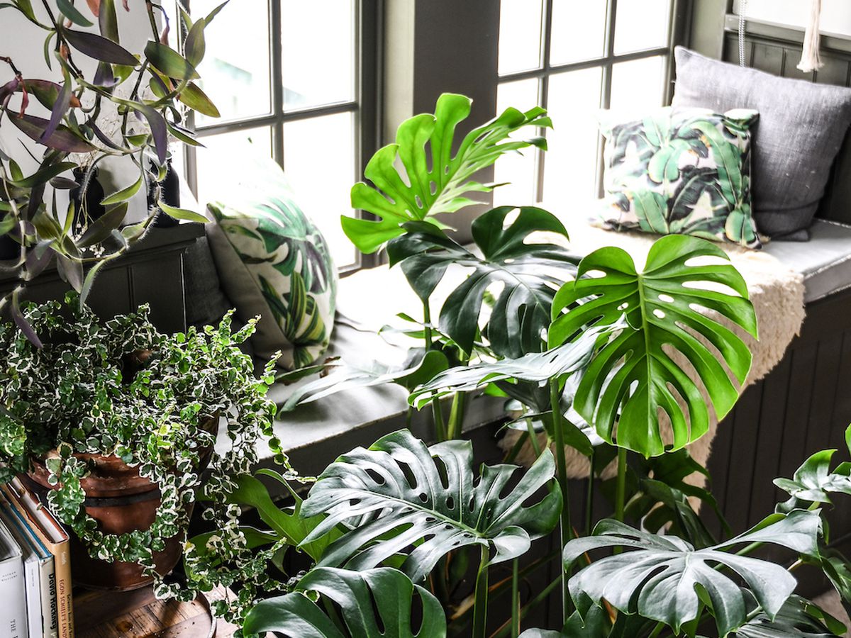 monstera plant care guide - how to care for swiss cheese plants