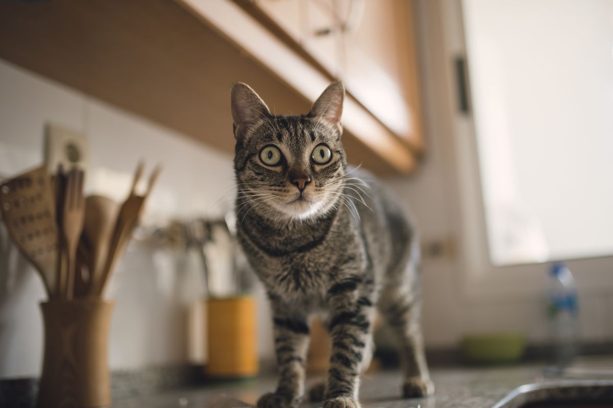 Làm thế nào để giữ mèo của bạn khỏi quầy bếp