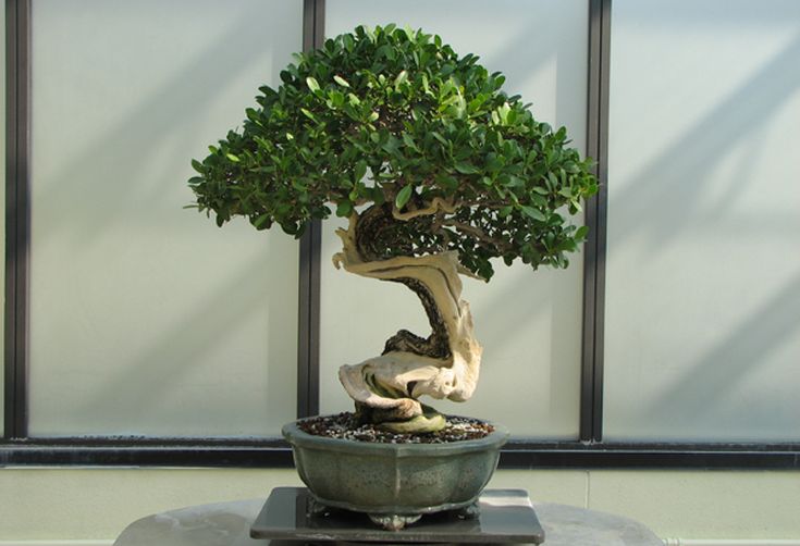 How to Care for a Bonsai Tree & Make It Live Forever