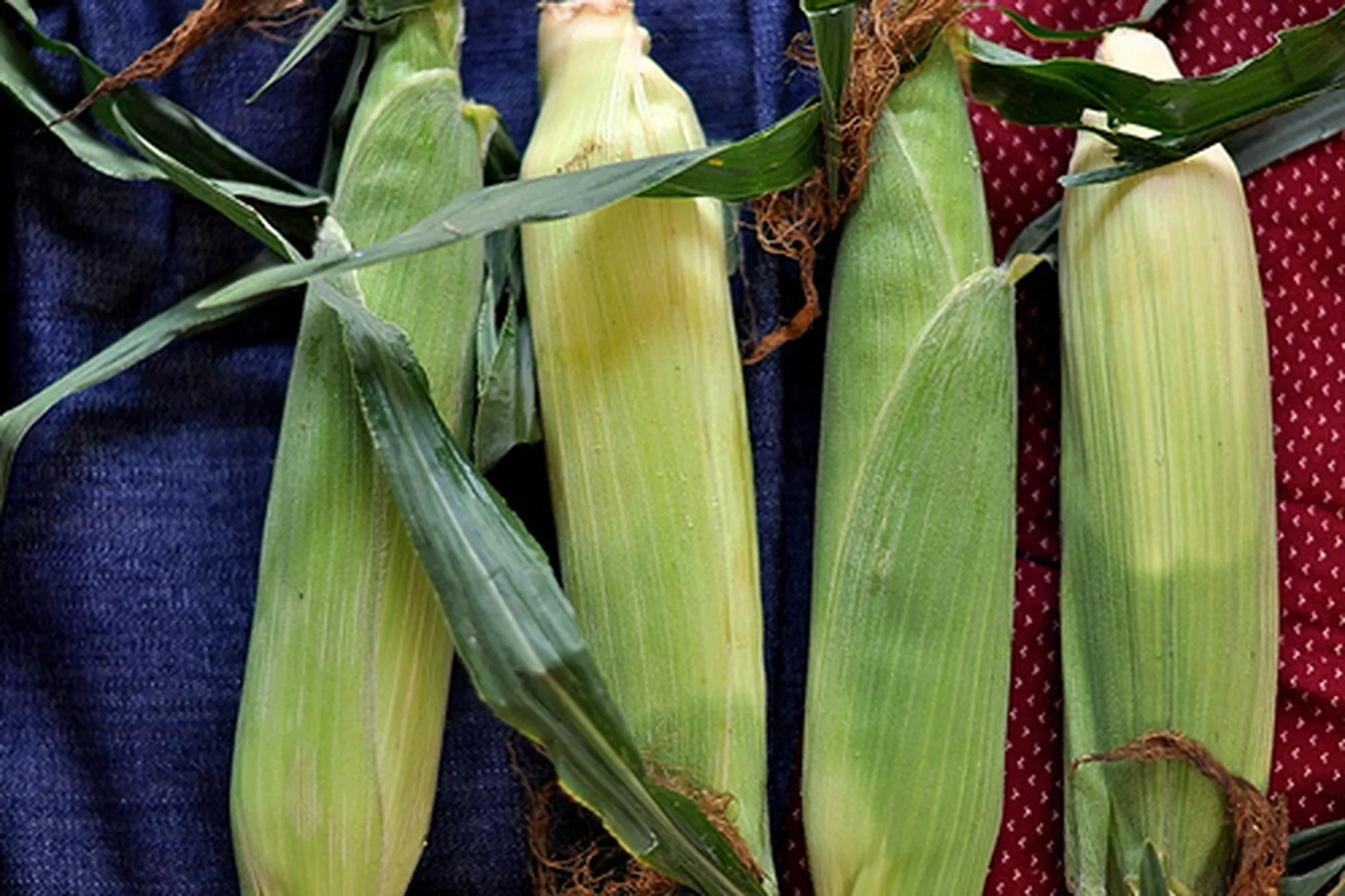 Corn Husks