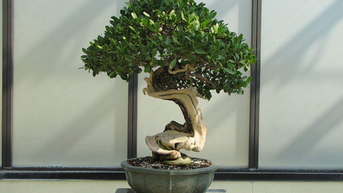 Bonsai Tree Care Guide For Beginners How To Grow A Bonsai Plant