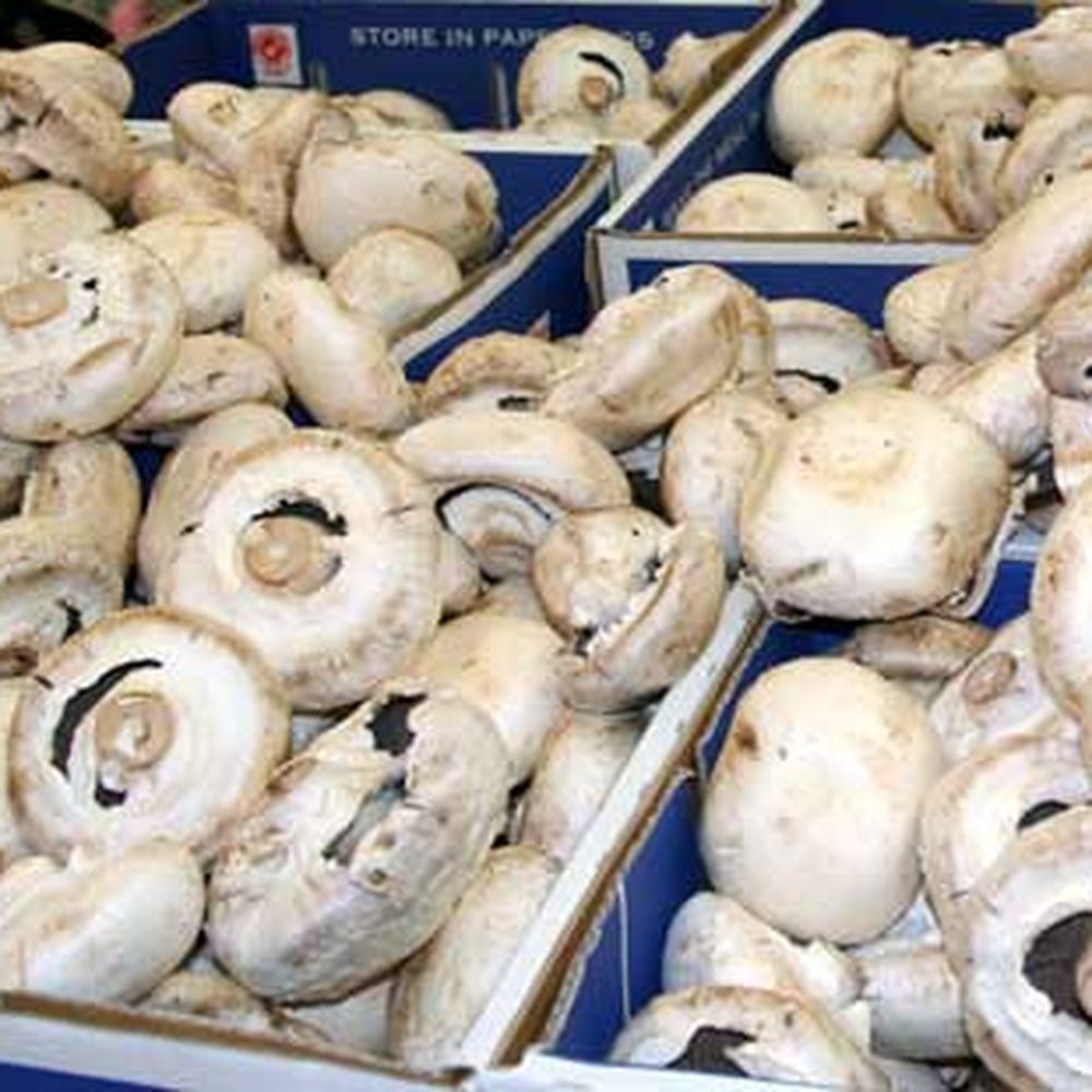 velouté aux champignons de paris - button mushroom velouté