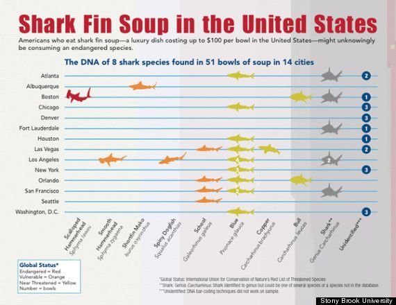 Shark Fin Soup