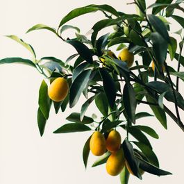 meyer lemon tree by J
