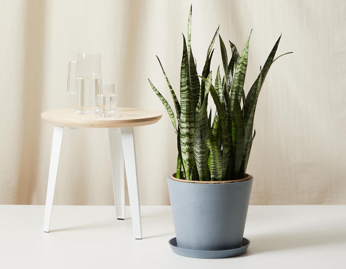 The Indoor Plant That’s Happiest When You Ignore It