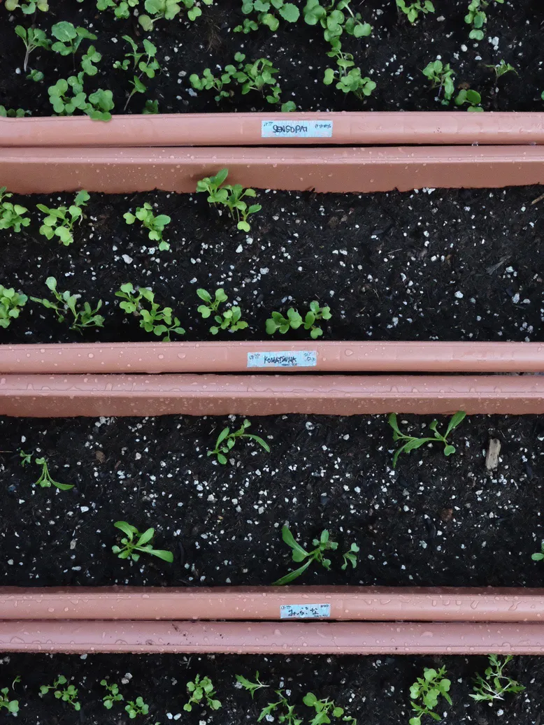 How To Grow A Herb Garden