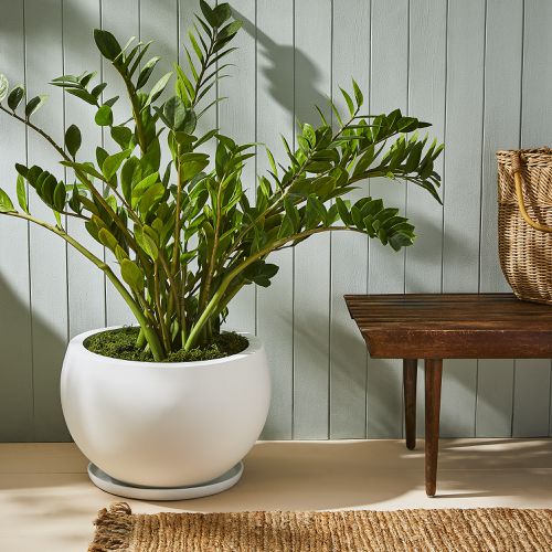 Greenery Unlimited Large Modern Indoor & Outdoor Planters 