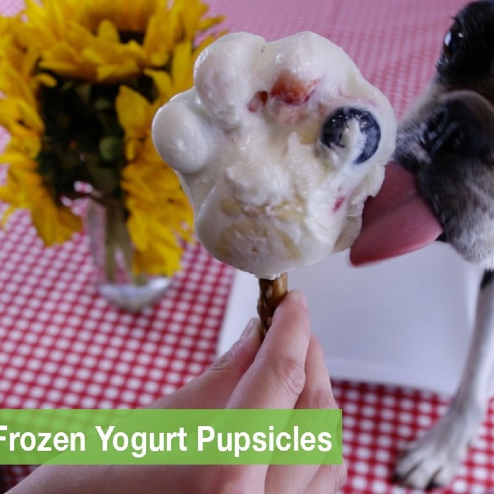 gus’ summertime frozen yogurt pupsicles
