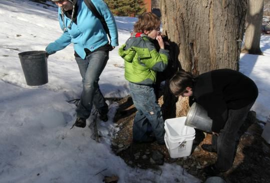Tapping urban maple syrup