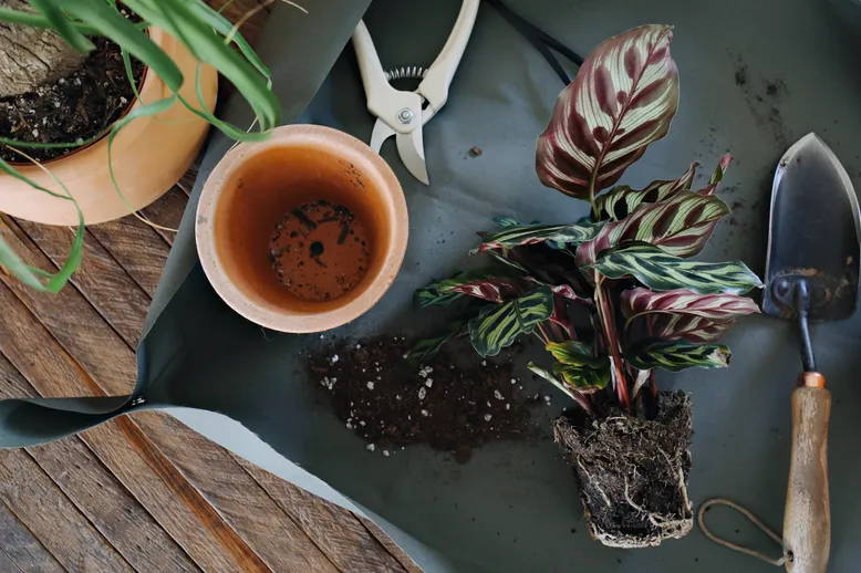 A DIY potting tarp to make indoor gardening mess-free