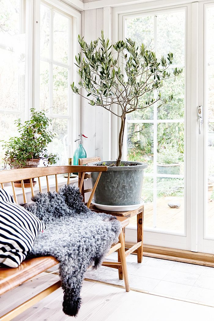 8 Types of Indoor Fruit Trees You Can Grow in Your Living Room