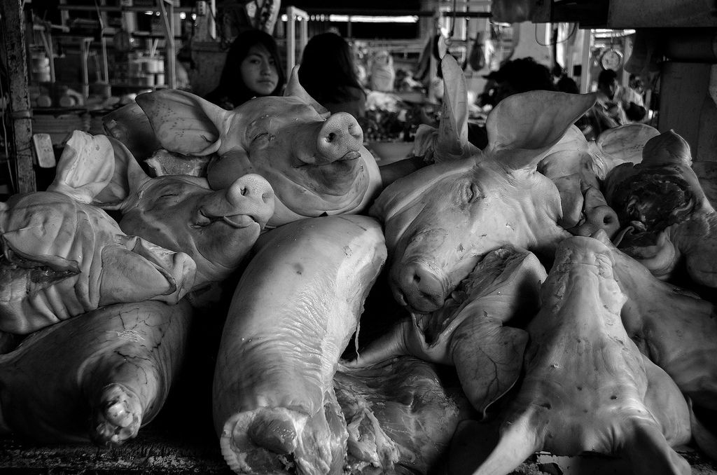 Pigs in Peru