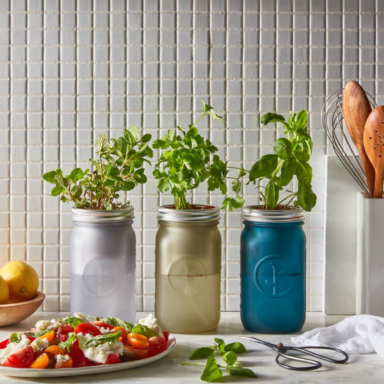 Modern Sprout Garden Jar Herb Kit (Set of 2), 3 Herb Varieties on Food52