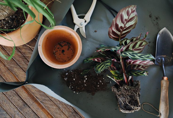 A DIY Potting Tarp to Make Indoor Gardening Mess-Free
