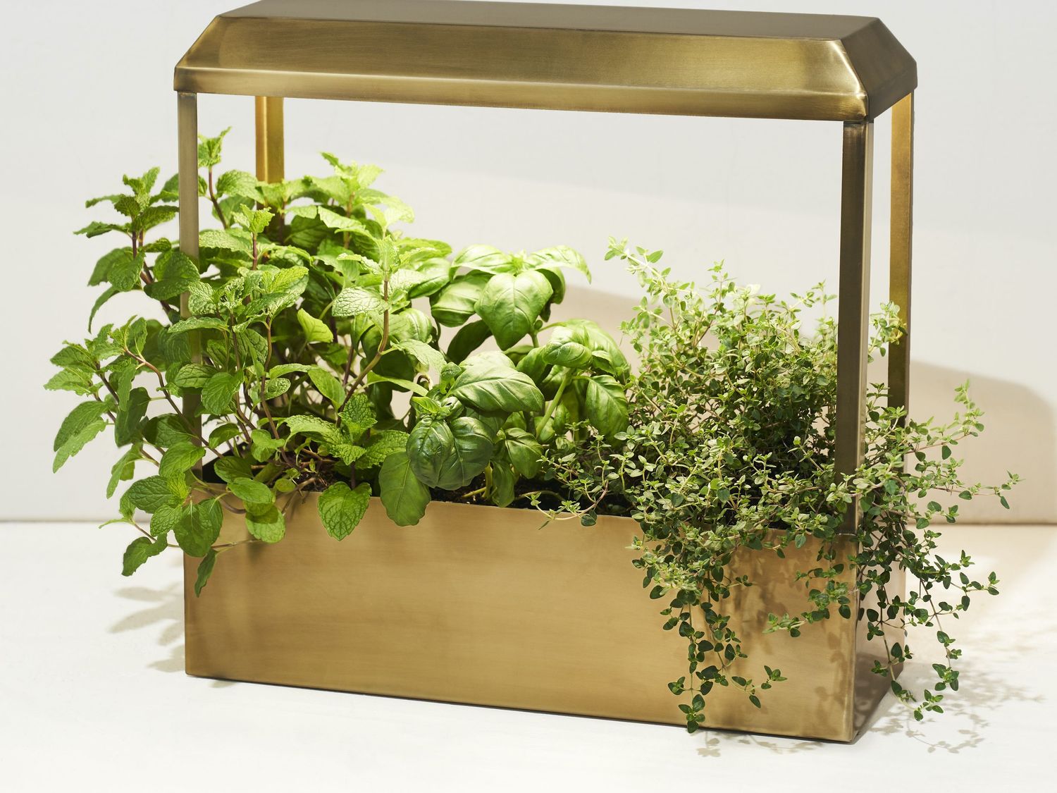 Modern Sprout Growhouse for Indoor Plants, Includes LED Light on Food52