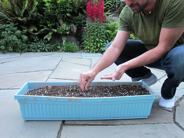 sowing seeds