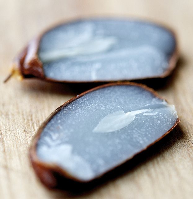 persimmon seed