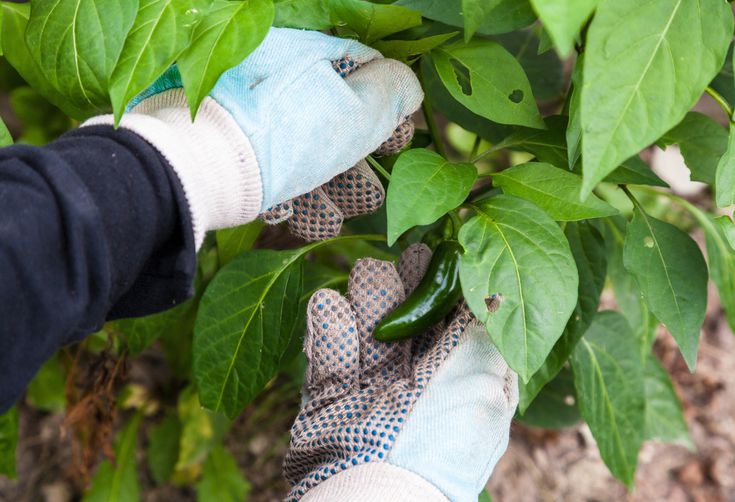 4 Steps to an (Almost) Bug-less Garden